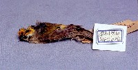 火冠戴菊鳥藏品圖，第2張